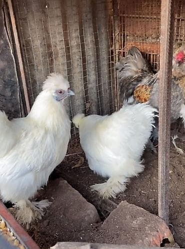 kəklik quşu satışı: Toyuq, Damazlıq — 2