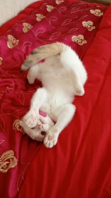 sibir pişiyi: Şotland, Dişi, Yaxşı əllərə, Ünvandan götürmə — 4