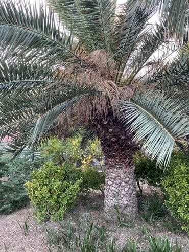 Digər bitkilər: Böyük ölçülü xurma (palma) ağacı 30ilin ağacıdır - Növ: dekorativ — 4