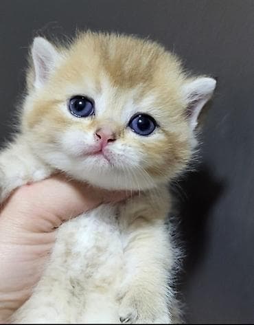 pulsuz pisiy: Şinşilla — 10