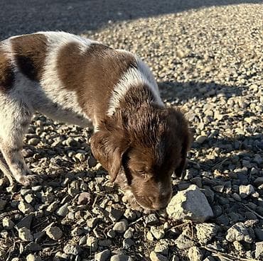 hamster evi: Kurtxar, Dişi, Peyvəndli, Ödənişli çatdırılma, Rayonlara çatdırılma — 3