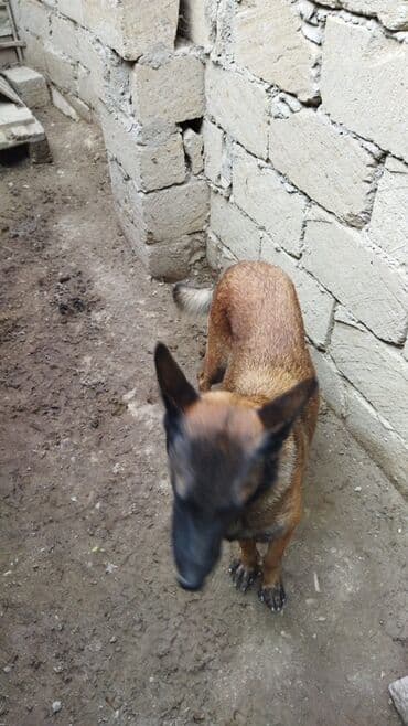 купить собаку малинуа: Belçika çoban iti, Dişi — 1