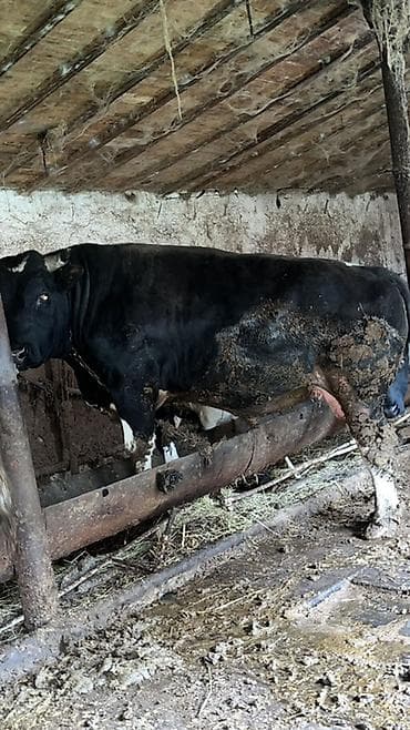 cins inek: Satılır: iki baş erkək iri buynuzlu heyvan - Növ: kənd təsərrüfatı — 1