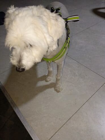 kangal itləri: Pudel, 11 ay, Erkek, Ünvandan götürmə — 4
