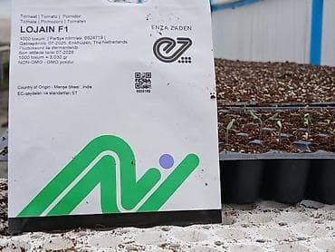 продам саженцы роз: Lojain f1 pomidor ceșidi 0.14 qəpik 104 viyolda toxumlar orginaldi — 1