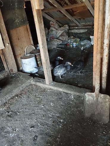 Balıqlar: 1ədədi20manat alana endirmolacaq — 3