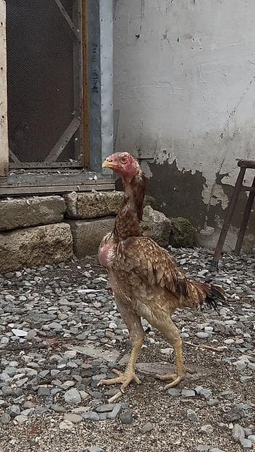 Toyuq, Damazlıq — 3