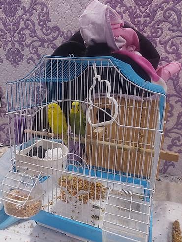 pişik ucuz: Salamlar hərkəsə altinda 8 dənə yumurta var,dişi bütün günü yuvada — 5