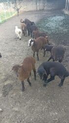 border collie qiymeti: Damazlıq Kök Quzular Masallı Rayon Qızılagac kendınde 0507249099 Bu — 2