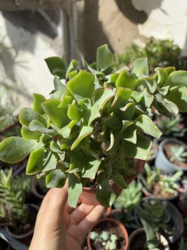 gül toxum satışı: , qiymət müxtəlifdir. Vatsapp mövcuddur!. Çatdırılma metrolara — 11