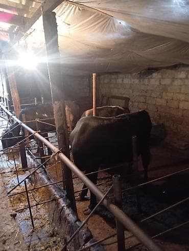 Inəklər, öküzlər: Satılır: Qara rəngli, alnı və burnu ağ olan iri buynuzlu heyvan — 9
