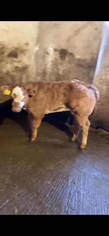 ucuz keci: Cins buzov – ətlik istiqamət - Rəng: açıq qəhvəyi, alnında ağ ləkə - — 10