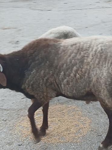 jersey cinsi: Qoyun – quyruqlu yerli cins (erkək) - Cins: Yerli yağlı quyruqlu — 2