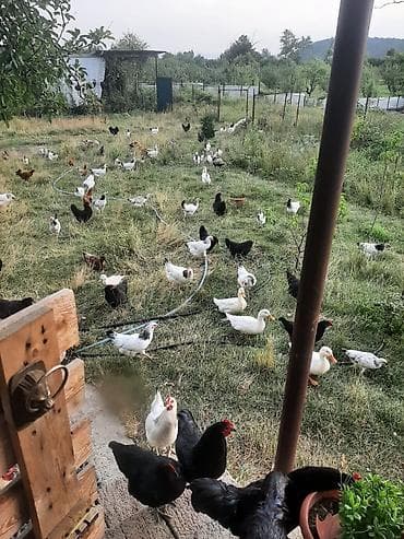 zvanok it cinsi: Ümumi say- 270 200-ə yaxın yumurtaya düşmüş çolpa 1 erkək, 2 dişi — 3