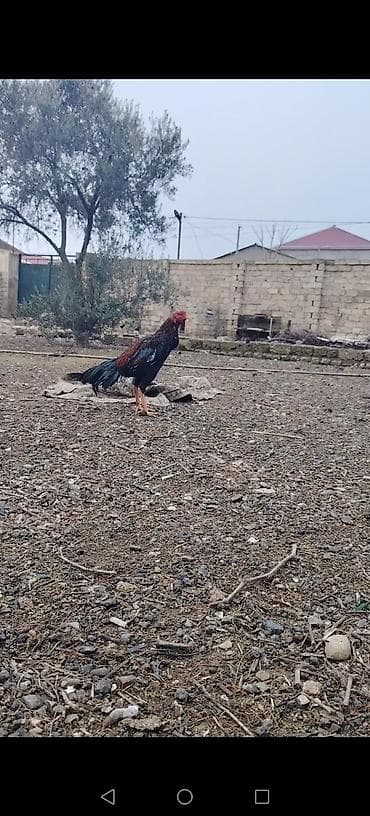 tutu quşu: Salam aleykum. Cavan becedi 9 ayliqdi 1 defe meşqi olub cidi isdeyene — 4