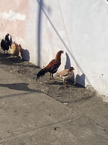 Грызуны: Qiymət sondu barter yalnı adi fərələrnən ederem 4/5 aylıqlarnan — 2