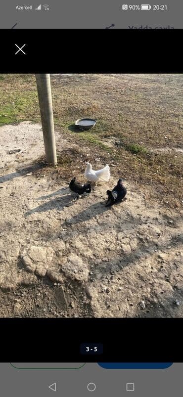 sudluk inek satilir: Məhsul: Ev göyərçinləri dəsti London pavlinleri 2ana 1 bala 30m ÜNVAN — 2