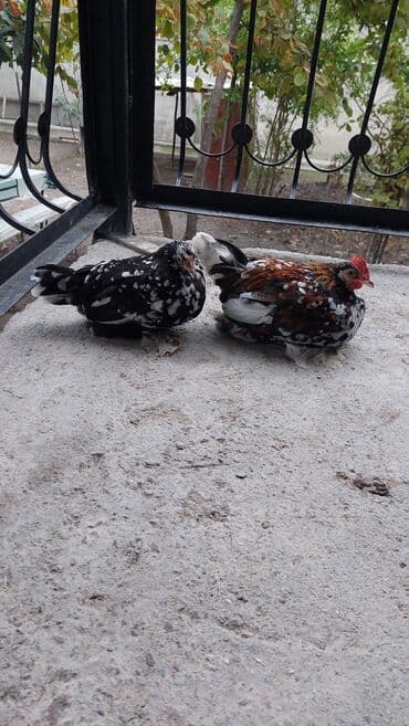 сколько стоит щенок чау чау: Rahibe toyuqlar Bir xoruz bir fere Sekide olur ikisi birlikde 50 — 8