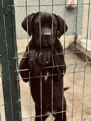 samoyed satisi: 2 Ədəd Erkək və Dişi. Cane Corso Təmiz Qan – həm həyət, həm də ailə — 6