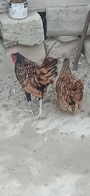 Toyuqlar: Toyuq, Damazlıq — 3