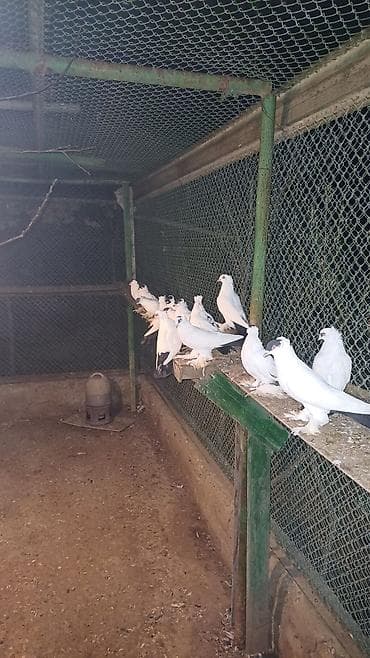 dekarativ quslar: Ağ rəngdə dekorativ göyərçinlər – saqqallı/çıtlı (başında çiçəkvari — 2