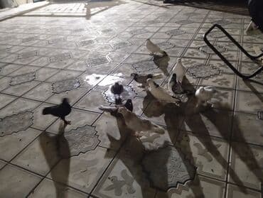 arpa bugda: Ev göyərçinləri dəsti - Rəng çeşidi: ağ, qara, boz və qarışıq ləkəli — 1