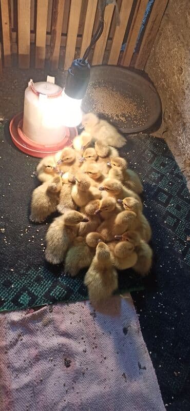 Lavanda balaları satılır təmiz sortdu iri cəkili və təsərufatda tez — 1