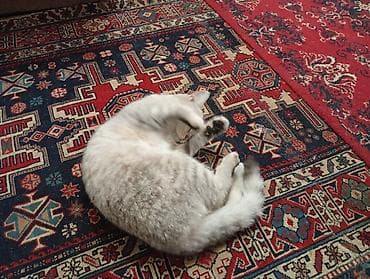 şinşıla: Şinşilla, Dişi — 2