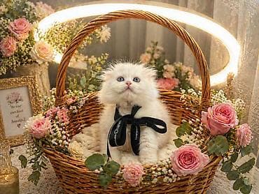 avcarka balaları: Şotland yastı qulaq — 3