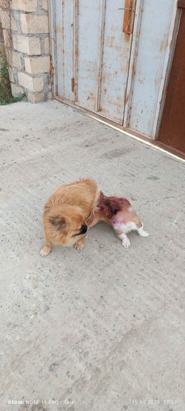 gencede itler: Pekines, 1 il, Erkek, Cütləşmə üçün — 3