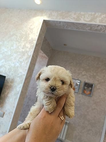 pitbul sekilleri: Pudel, 2 ay, Erkek — 9