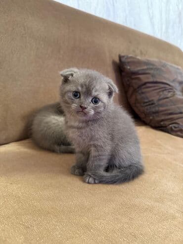 şotlan pişik: Şotland yastı qulaq, Erkək, Dişi, Yaxşı əllərə, Ünvandan götürmə, Pulsuz çatdırılma, Ödənişli çatdırılma — 132