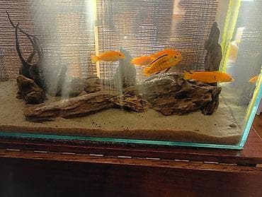 akvarium: Dördbucaq akvarium, Balıqlarla birlikdə, 135 l, Ödənişli çatdırılma — 2