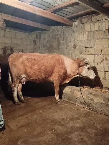 Heyvanlar: Süd inəyi – qarışıq cins tipajı - Rəng: açıq-qonur gövdə, ağ baş və — 1