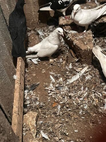 heyvanlar ucun bit dermani: Ağ papuşqali Erkey — 1