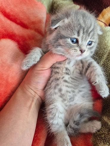 pişik cutleşdirmek: Erkək, Dişi — 6