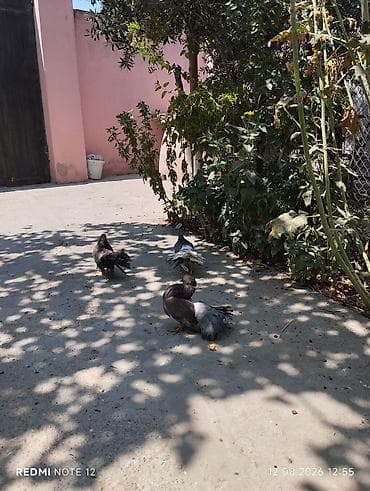 quş: 5 eded pavlin drakonla va basqa cinsle barter mumkundu 
unvan zabrat — 3