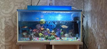 akvarium satilir: Dördbucaq akvarium, Balıqlarla birlikdə, 30 l — 3