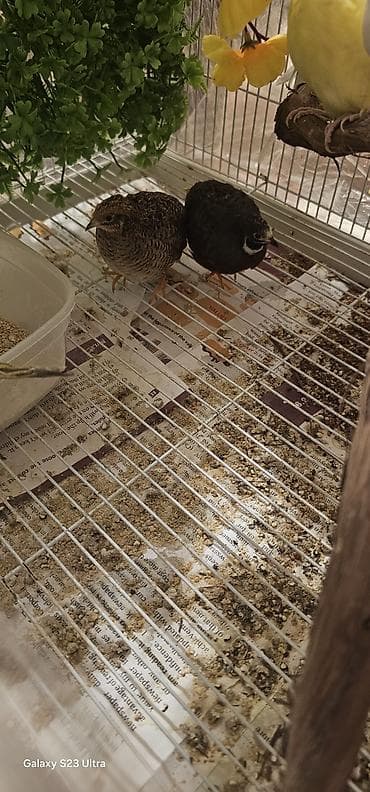 scottish fold qiyməti: Çin bildirçini cütü satılır cütü 30 m — 4