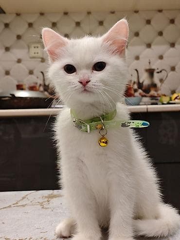 ev pişiki: Şotland — 2