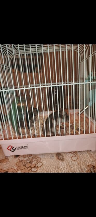 ZAZ: Cırtdan hamster (Campbell/Djungarian tipli) YEMƏYİ, TAXTASI, KARUSELİ — 3