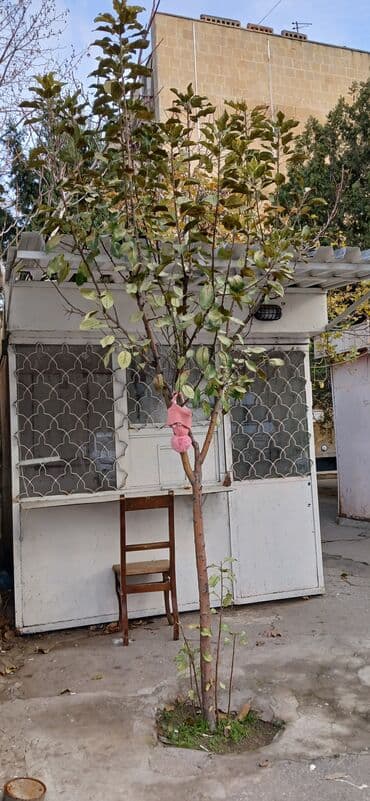 Gübrələr: Meyvə ağacı (alma) fidanı - Növ: Alma ağacı - Hündürlük: təxminən — 1