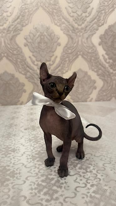 sfinks satilir: Sfinks, Erkək — 5