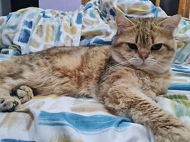 Птицы: Золотая шиншилла — 2