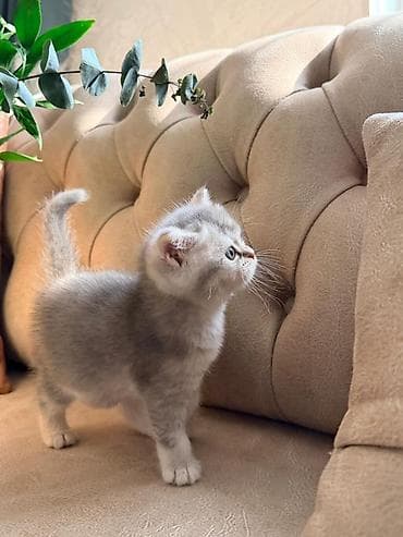 5 ayliq korpe: Britan, Dişi — 2