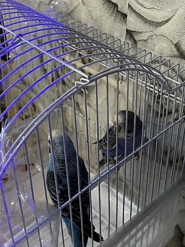 Dalmatin rəngli dalğalı tutuquşu cütü və qəfəs dəsti Məhsul tərkibi