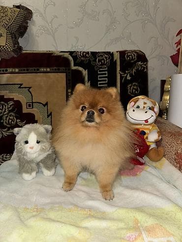 pomeran şpic: Şpitz, 3 il, Erkek, Cütləşmə üçün — 7