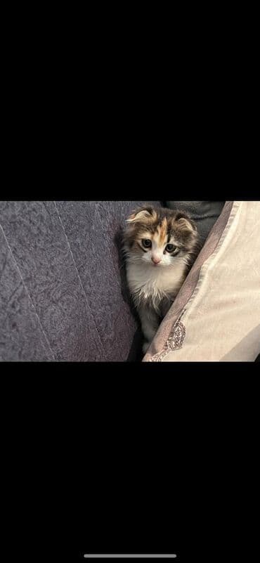 Собаки: Шотладская вислоухая, Самка, В добрые руки, Платная доставка — 2