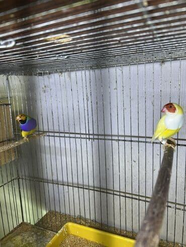 hazir belekler: Amadin gulda hazır cütlər — 2