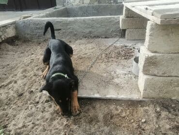 приют для собак баку: 8 месяцев, Самка, Самовывоз — 3